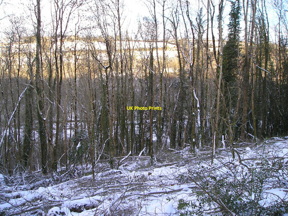 Photo 6"x4" Snowy wood Llandysul c2010