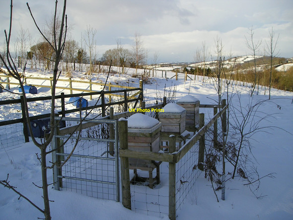 Photo 6"x4" Beehives in the snow Bancyfford c2010