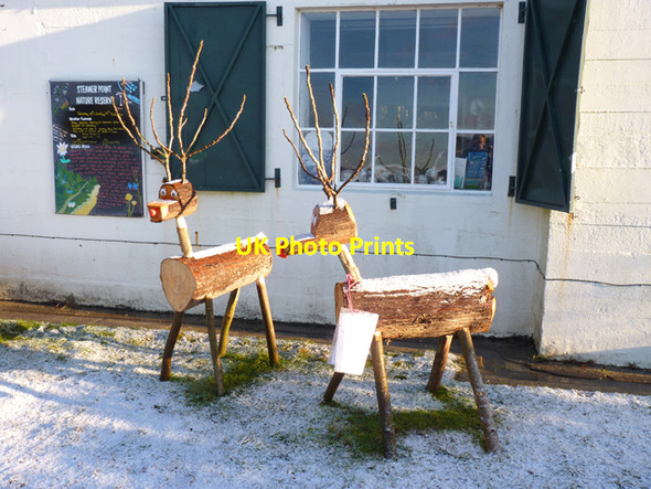 Photo 6"x4" Reindeer at Steamer Point Friars Cliff c2010