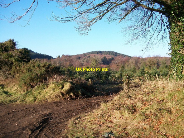 Photo 6"x4" Track leading off Castle Walk to a young fir plantation Castlewellan c2010