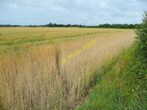 Photo 6"x4" Footpath across cereal land Birdham c2009