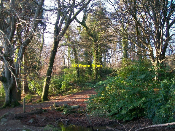 Photo 6"x4" Footpath leading north from Lake Walk Castlewellan c2010