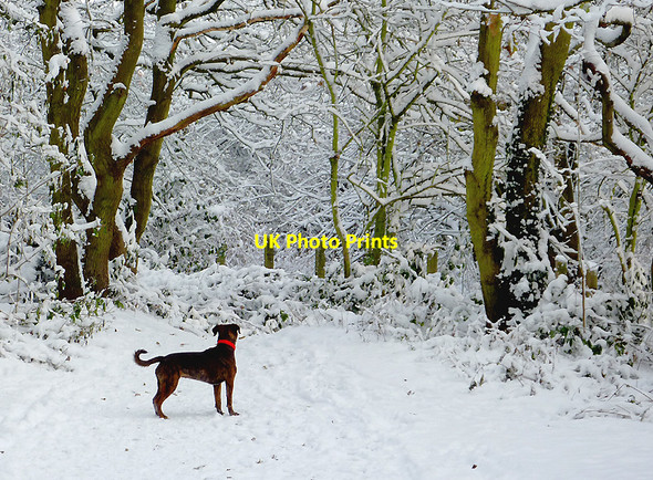 Photo 6"x4" Footpath on Colton Hills near Wolverhampton Sedgley c2010