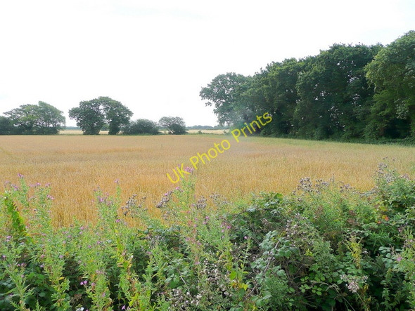 Photo 6"x4" Cereal crop east of Batchmere Road Highleigh\/SZ8498 c2009