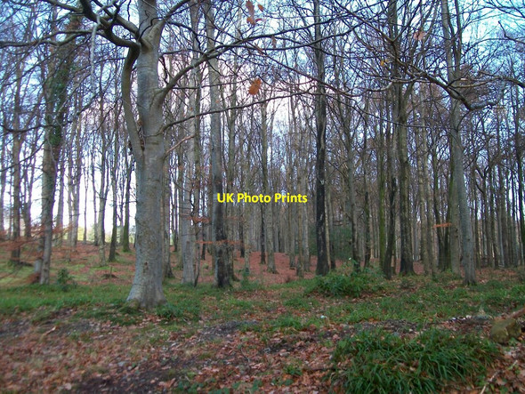 Photo 6"x4" Forest belt between two camping sites Newcastle\/J3732 c2010