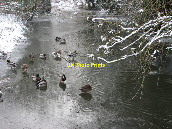 Photo 6"x4" Mallard on ice Cambridge\/TL4658 c2010