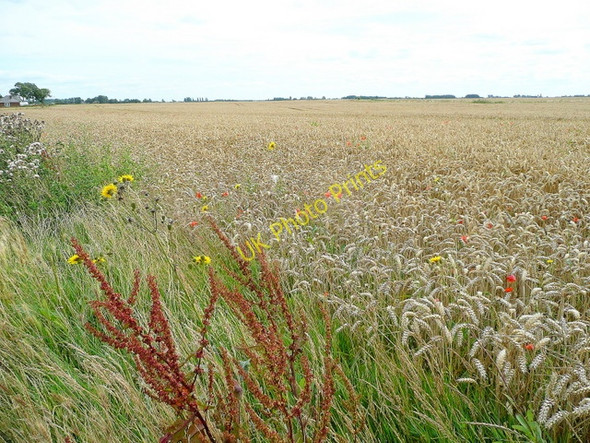 Photo 6"x4" Euximoor Fen Iron Bridge\/TL4898 c2009