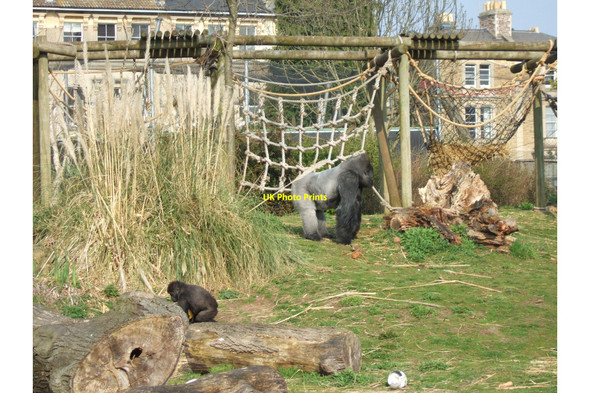 Photo 6"x4" Bristol Zoo Gardens - Gorilla Island Clifton\/ST5673 c2008