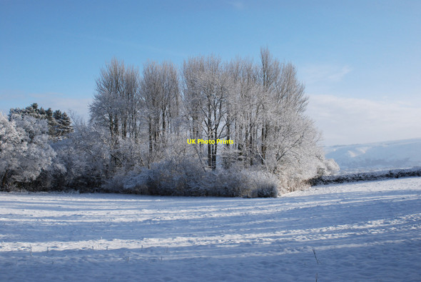 Photo 6"x4" Trees at Leigh Manor Bentlawnt c2010