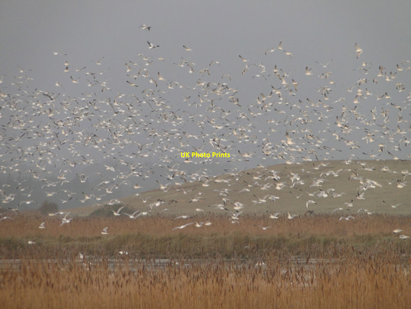 Photo 6"x4" Seagulls disturbed on the River Blyth Blythburgh c2010