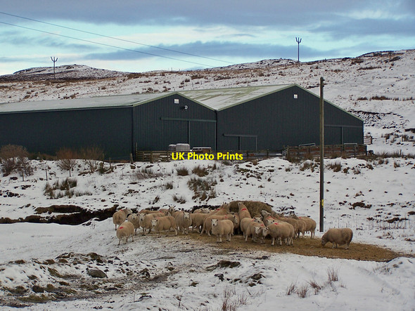Photo 6"x4" Hungry sheep at Caroy Caroy c2010