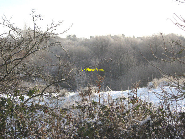 Photo 6"x4" Hoar frost on Coppice Wood Biddulph c2010