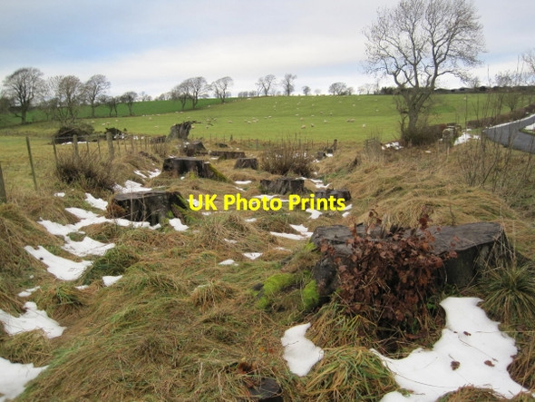 Photo 6"x4" Felled Trees near Capheaton Bridge Capheaton c2010