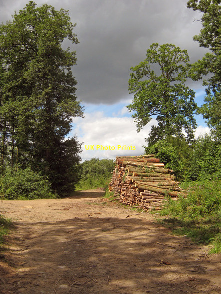 Photo 6"x4" Forestry track in Castle Hill Wood Ganders Green c2010