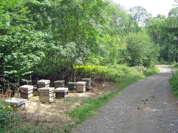 Photo 6"x4" Beehives in Cherry Wood Ganders Green c2010