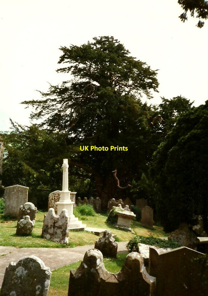 Photo 6"x4" Old Yew Tree in Ulcombe Churchyard Ulcombe c1996