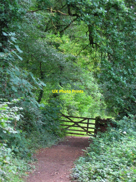 Photo 6"x4" Ladies Wood, Glazebrook Brent Mill c2010