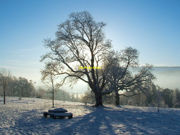 Photo 6"x4" Balloch Castle Country Park Balloch\/NS3982 c2010