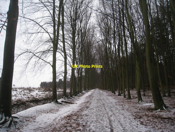 Photo 6"x4" Ride in Laughton Forest (2) Kelfield\/SE8201 c2010