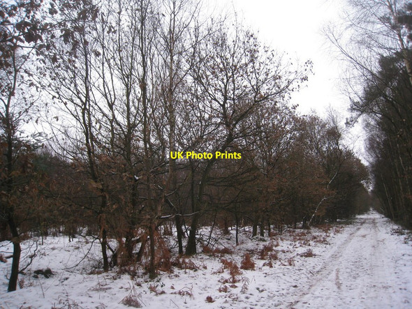 Photo 6"x4" Bridleway across Scotton Common Scotton\/SK8899 c2010