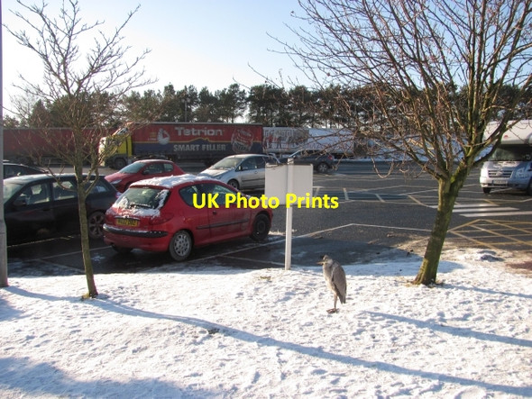 Photo 6"x4" Heron, Tebay services Greenholme\/NY5905 c2010