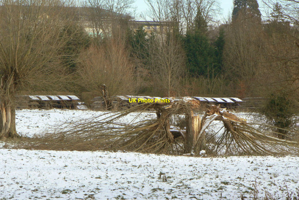 Photo 6"x4" Broken willow Cambridge\/TL4658 c2010