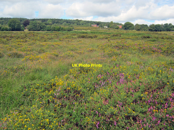 Photo 6"x4" Catherton Common Crumpsbrook c2010