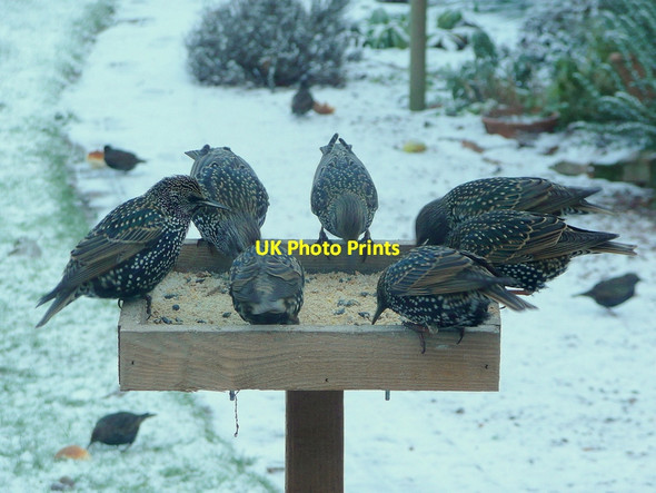 Photo 6"x4" Seven hungry Starlings Bromsash c2010