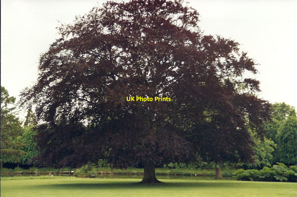 Photo 6"x4" Audley End, Saffron Walden, Essex Saffron Walden c1994