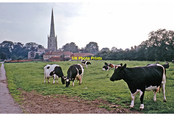 Photo 6"x4" Bottesford: cows and church Bottesford\/SK8038 c1963