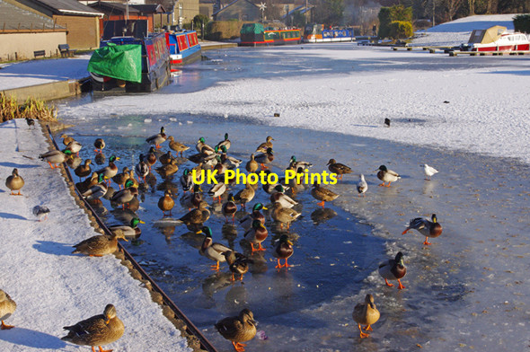 Photo 6"x4" Ducks on the Lancaster Canal Carnforth c2010