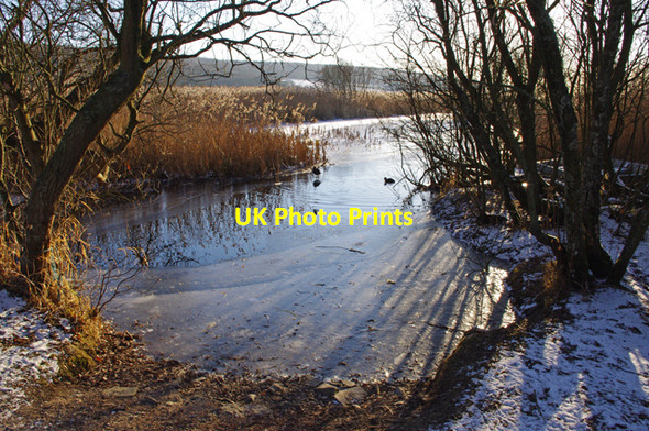 Photo 6"x4" Leighton Moss in winter Crag Foot c2010