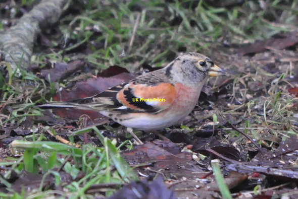 Photo 6"x4" Juvenile male Brambling - Llantwit Major Llanmaes\/SS9869 c2010