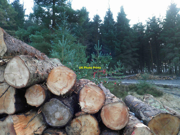 Photo 6"x4" The memory tree remains Upper Midhope c2010