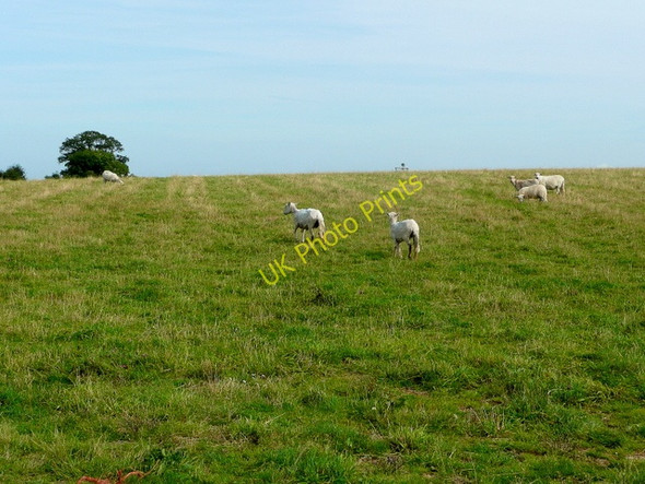 Photo 6"x4" Sheep pasture Carterspiece c2009
