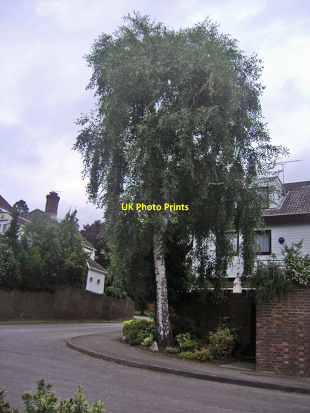 Photo 6"x4" Hollies End, Mill Hill Mill Hill\/TQ2292 c2008