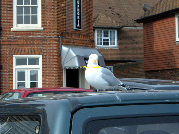 Photo 6"x4" Folkestone, Seagull on Vehicle Roof Folkestone c2006