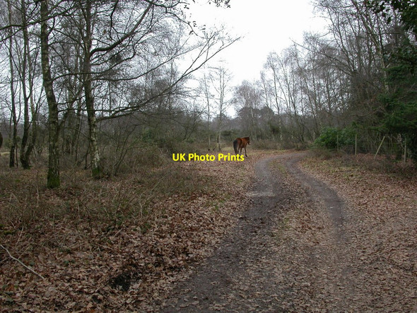 Photo 6"x4" Hightown Common Ringwood\/SU1505 c2011