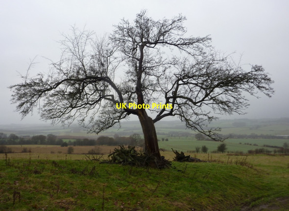 Photo 6"x4" Tree by Carr Lane Bolsover c2011