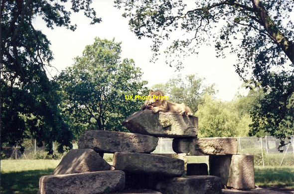 Photo 6"x4" Windsor Safari Park Clewer Green c1992