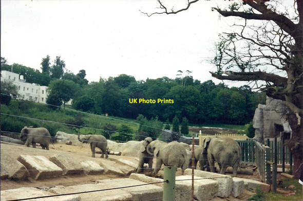 Photo 6"x4" Windsor Safari Park Clewer Green c1992