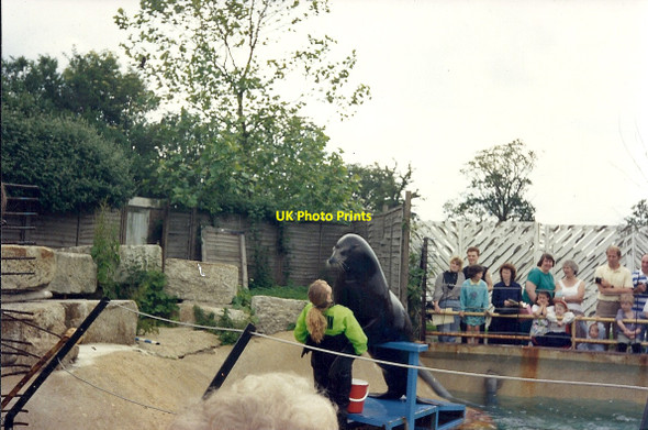 Photo 6"x4" Windsor Safari Park Clewer Green c1992 P1