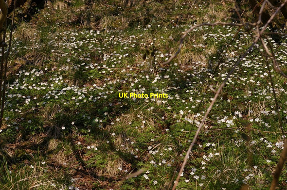 Photo 6"x4" Anemones, near Dove Holes Milldale c2010 P1