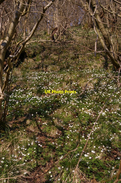 Photo 6"x4" Anemones, near Dove Holes Milldale c2010 P2