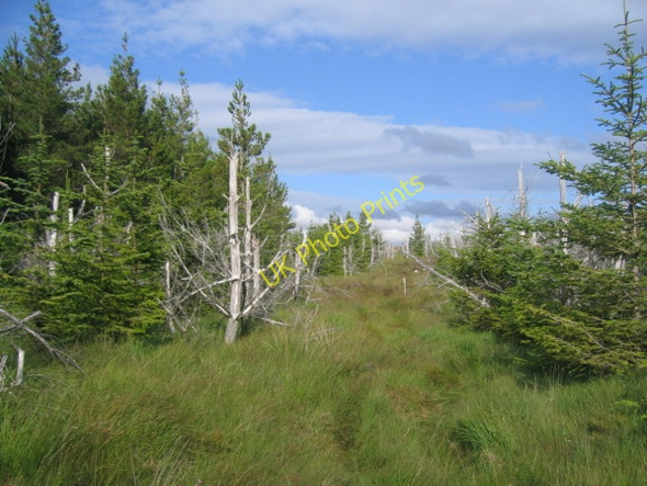 Photo 6"x4" Forestry Ride Pentland Road Coire an Fhuarain c2009