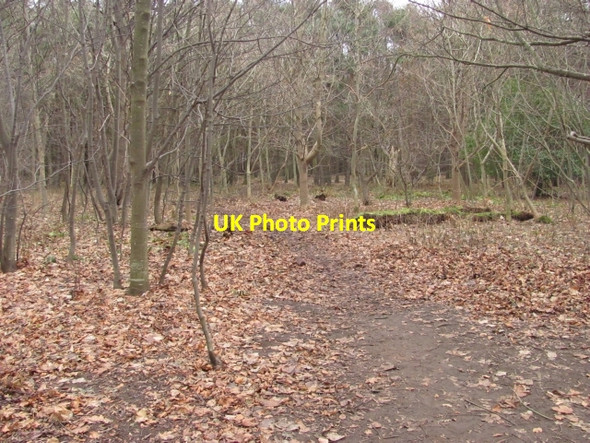 Photo 6"x4" Yellow Craig Plantation Dirleton\/NT5183 c2011