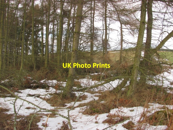 Photo 6"x4" Stripwood, Elwart Law Greenlaw\/NT7146 c2011