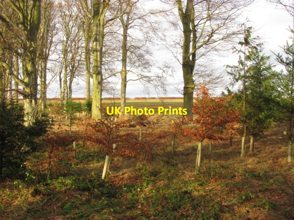 Photo 6"x4" Woodland, Sisterpath Fogo c2011