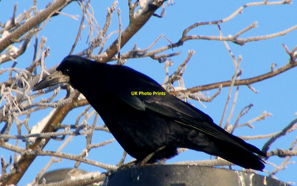 Photo 6"x4" A Rook at Lossiemouth. Lossiemouth c2010