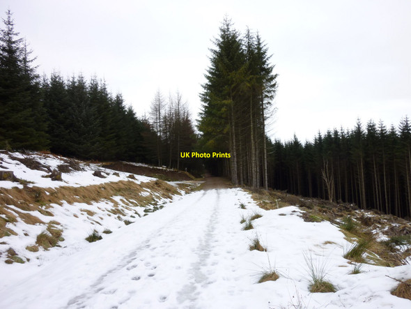 Photo 6"x4" Forestry south of Callander Callander c2011